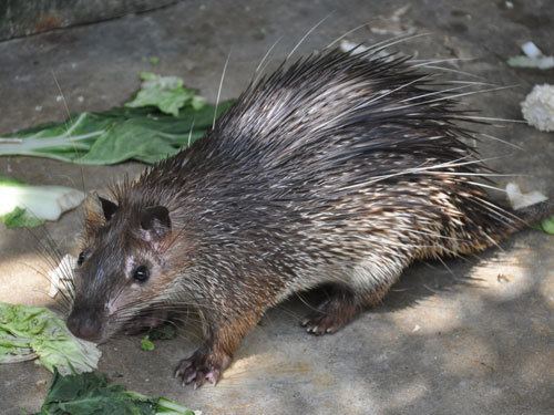 Asiatic brush-tailed porcupine Asiatic Brushtailed Porcupine Monk Baests Pinterest