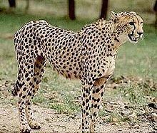 Asiatic cheetah httpsuploadwikimediaorgwikipediacommonsthu