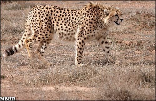 Asiatic cheetah Asiatic Cheetah International Society for Endangered Cats ISEC