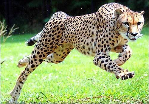 Asiatic cheetah Meer dan 1000 ideen over Asiatic Cheetah op Pinterest Snow
