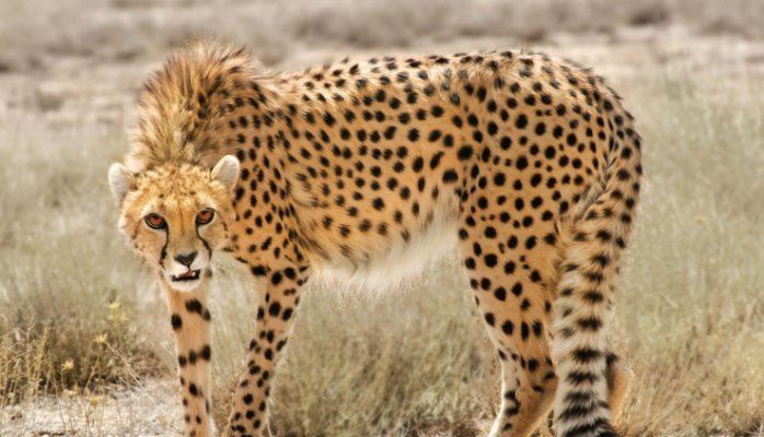 Asiatic cheetah Asian Cheetah Last breath Mohammad Ghamghami Pulse LinkedIn