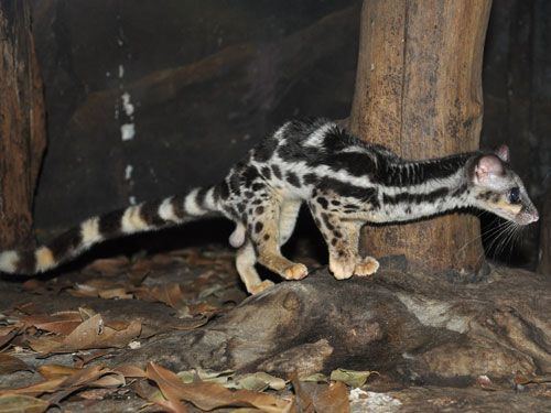 Asiatic linsang The Banded Linsang Prionodon linsang or tigercivet is a