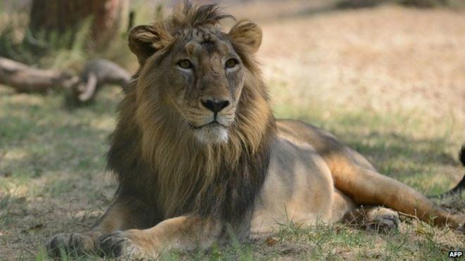 Asiatic lion Why dozens of India39s Asiatic lions are dying BBC News