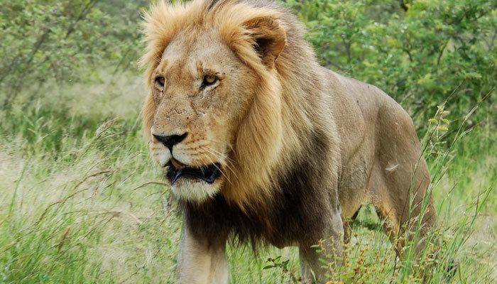 Asiatic lion Asiatic Lions Latest News on Asiatic Lions Read Breaking News on
