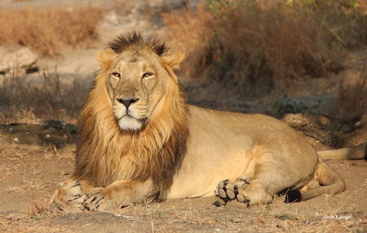 Asiatic lion The Secret Lions Of India WBUR39s The Wild Life
