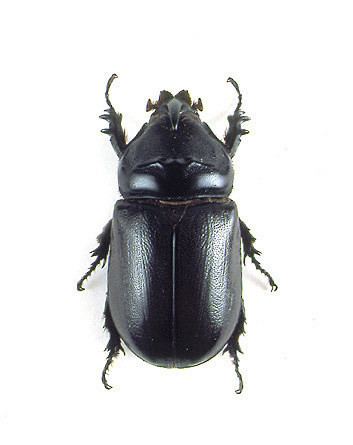Asiatic rhinoceros beetle The Asiatic rhinoceros beetle or coconut rhinoceros beetle Flickr
