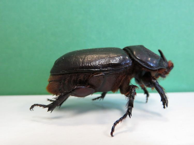 Asiatic rhinoceros beetle The Asiatic rhinoceros beetle or coconut rhinoceros beetle Flickr