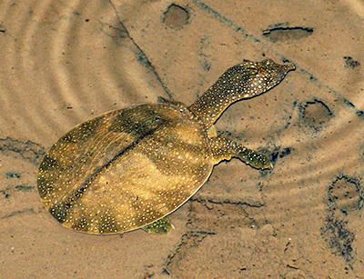 Asiatic softshell turtle Asiatic Softshell Turtle Amyda cartilaginea