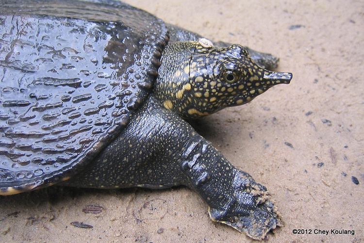 Asiatic softshell turtle Asian Softshell Turtle Reptiles and Amphibians of Bangkok