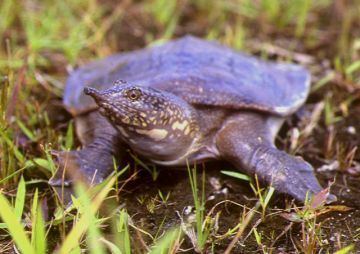 Asiatic softshell turtle Asiatic softshell turtle Satucita Foundation