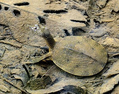 Asiatic softshell turtle Asiatic Softshell Turtle Amyda cartilaginea