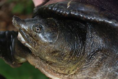 Asiatic softshell turtle By Species Turtle Survival Alliance TSA