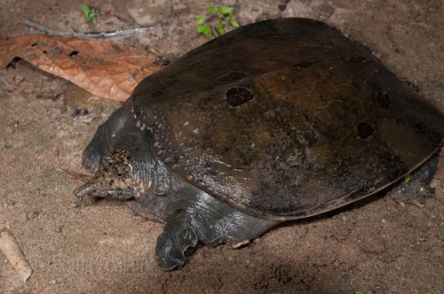 Malaysia softshell turtle
