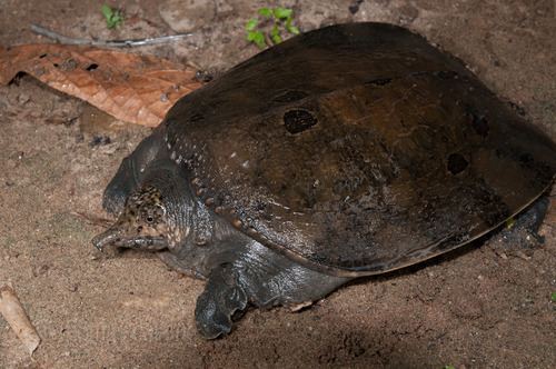 Asiatic softshell turtle Asiatic Softshell Turtle Amyda cartilaginea iNaturalistorg