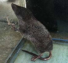 Asiatic water shrew httpsuploadwikimediaorgwikipediacommonsthu