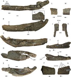 Asiatosuchus httpsuploadwikimediaorgwikipediacommonsthu