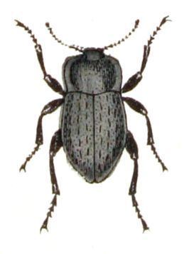 Asida (beetle) httpsuploadwikimediaorgwikipediacommonsthu