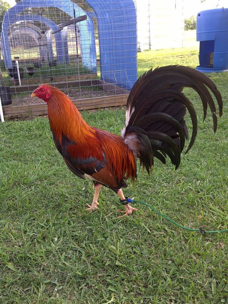 An Asil chicken  Kagam/sengaruppu rooster with red feathers inside a farm with one of its legs tied.