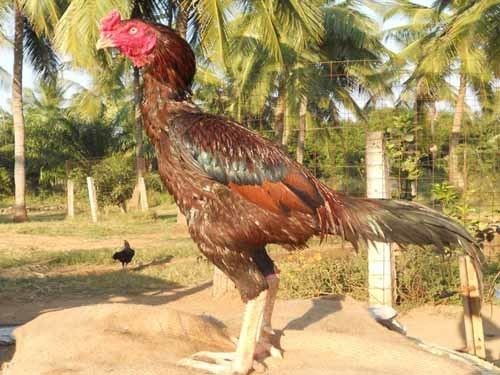 An Asil chicken rooster with red feathers inside a farm.