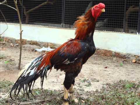 An Asil chicken  Kagam/sengaruppu rooster with red and black feathers inside a farm with one of its legs tied.