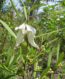 Asimina longifolia httpsuploadwikimediaorgwikipediacommonsthu