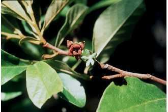 Asimina parviflora Plants Profile for Asimina parviflora smallflower pawpaw