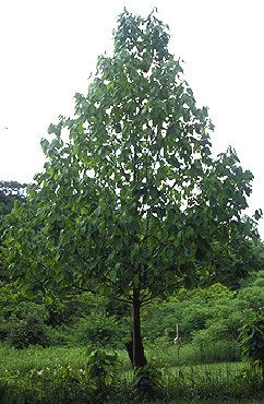 Asimina triloba Asimina triloba Fact Sheet