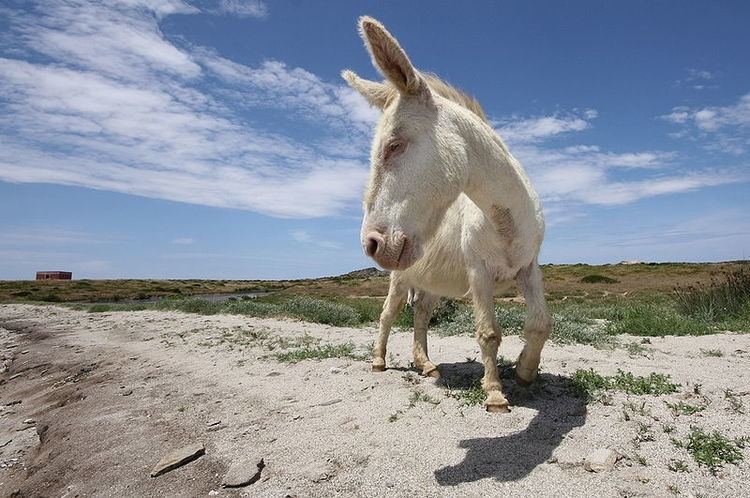 Asinara donkey Asinara Donkey Italy