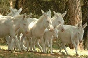 Asinara donkey Guide to Sardinia Asinara National Park suggested Itinerary