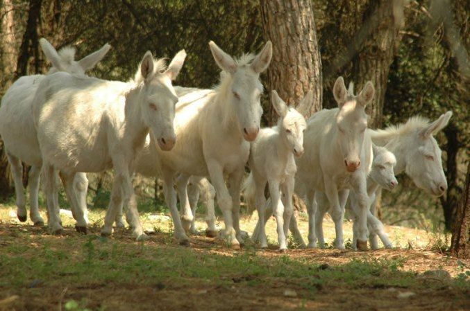 Asinara donkey The Land of White Asinara Donkey Sardinia