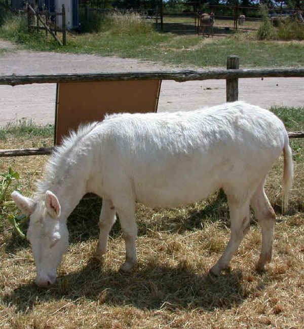 Asinara donkey Italian breeds of donkeys The Donkey of Asinara