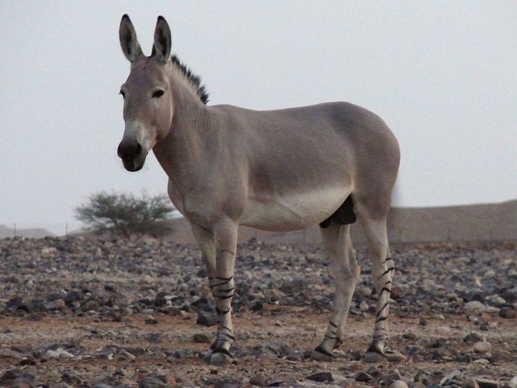 Asinus Equus asinus somalicus Somali wild ass male ZooChat