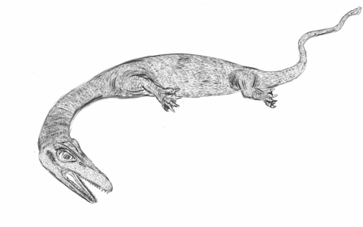 Askeptosaurus Askeptosaurus italicus by FishFossil on DeviantArt