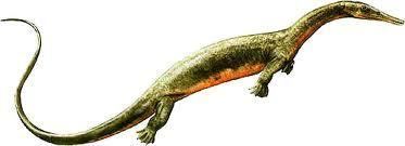 Askeptosaurus Askeptosaurusjpg