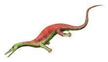 Askeptosaurus httpsuploadwikimediaorgwikipediacommonsthu
