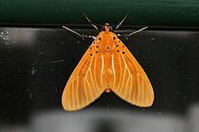 Asota egens httpsuploadwikimediaorgwikipediacommonsthu