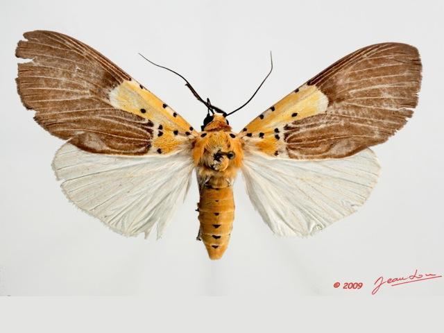 Asota speciosa Asota speciosa African Moths