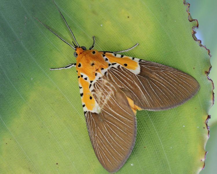 Asota speciosa Asota speciosa Wikipedia