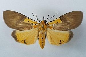 Asota speciosa Bestimmungshilfe des Lepiforums Asota Speciosa