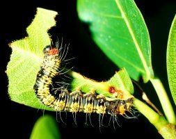 Asota speciosa wwwbiodiversityexplorerorglepidopteraaganaidae