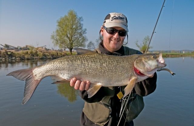 Asp (fish) Asp from the start of the season on the Oder 18052011 Fishing