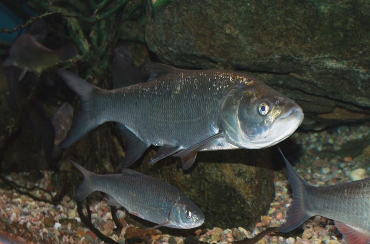 Asp (fish) httpsuploadwikimediaorgwikipediacommonsdd