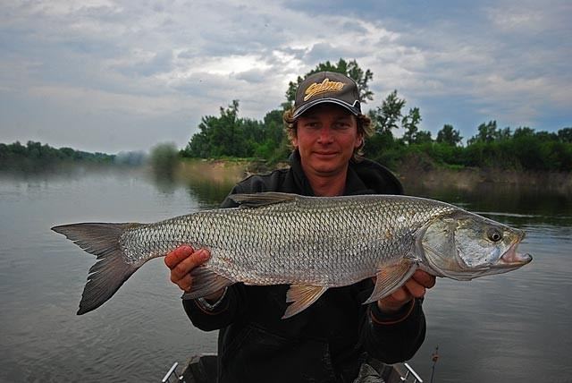 Asp (fish) Big asp from Vistula River You must see it 08062011 Fishing