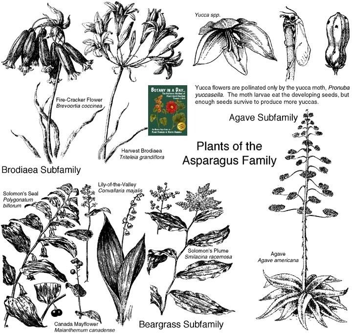Asparagaceae wwwwildflowersandweedscomPlantFamiliesAspar