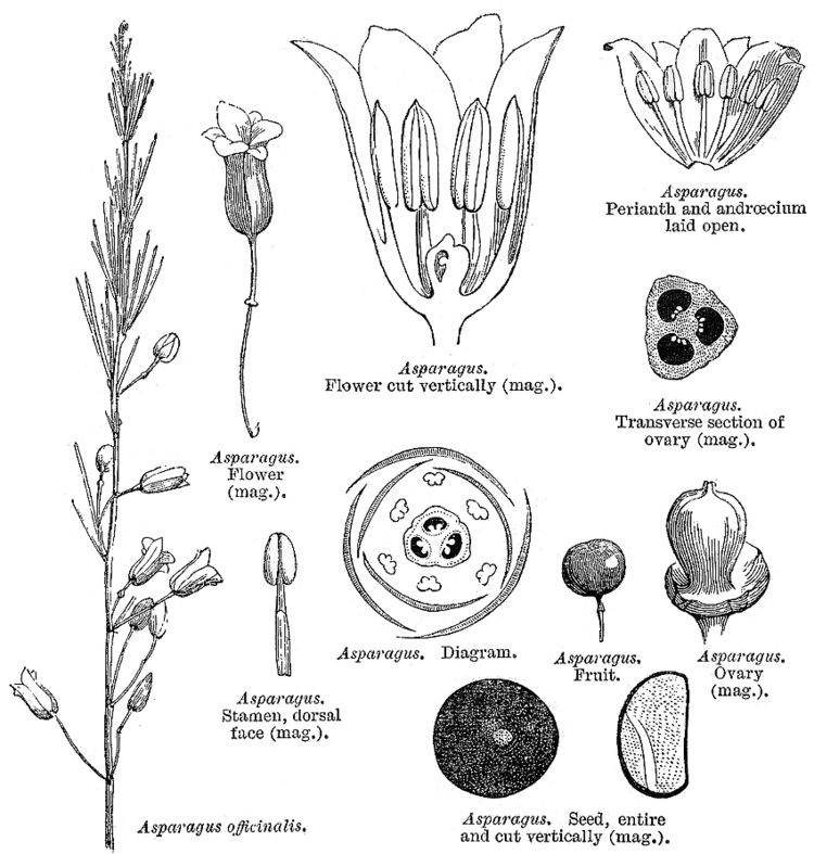 Asparagaceae Angiosperm families Asparagaceae Juss
