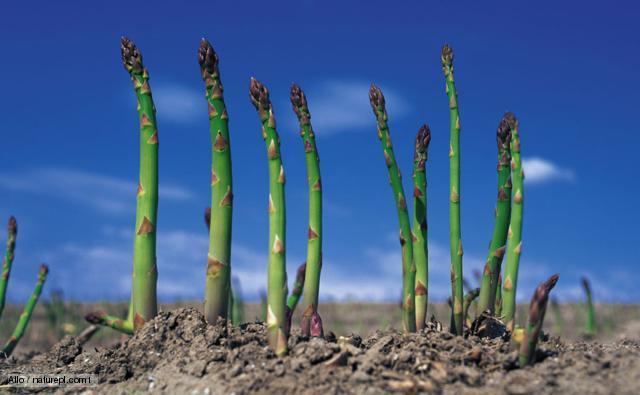 Asparagaceae BBC Nature Asparagus family videos news and facts