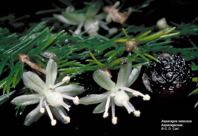 Asparagaceae Flowering Plant Families UH Botany