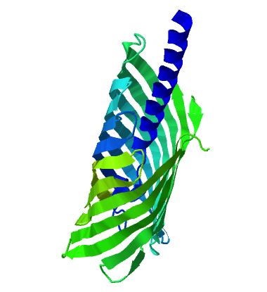 Asparagine peptide lyase