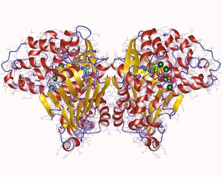 Asparagine synthase (glutamine-hydrolysing)
