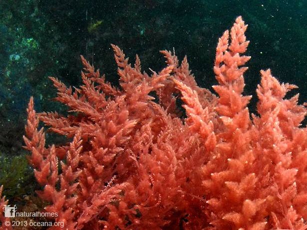 Asparagopsis armata Red Harpoon Seaweed